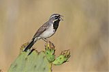 Black-throated Sparrow